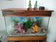 Pecera Grande (80cm largo) con Accesorios 