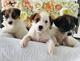 Hermosos cachorros Jack Russell,