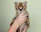 Savannah Kittens Serval y Caracal 4 semanas.