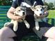 Cachorros de husky siberiano listos para irse