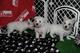 Cachorros de raza blanca West Highland