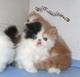 Gatito persa que necesita un hogar amoroso